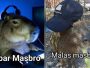 Meme Mas Bro Kapibara, Arti Meme Capybara Terbaru yang Viral!
