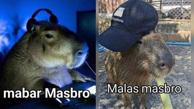 Meme Mas Bro Kapibara, Arti Meme Capybara Terbaru yang Viral!